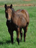 Jacs Electric Spark 2009 Filly